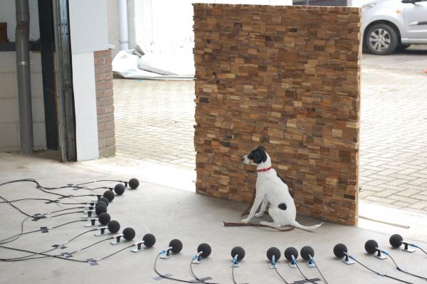 Hond tussen microfoons